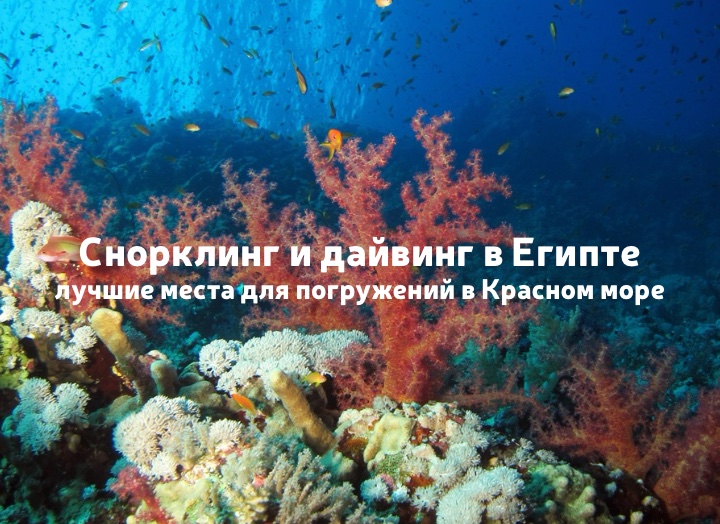 Красное море: лучшие места для снорклинга и дайвинга в Египте
