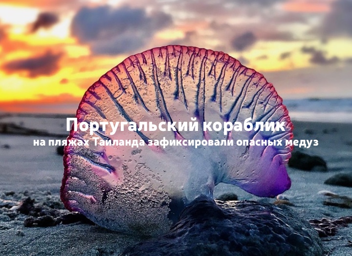 Португальский кораблик: у берегов Таиланда замечены опасные медузы