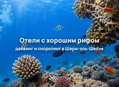 Подборка отелей с красивыми коралловыми рифами в Шарм-эль-Шейхе
