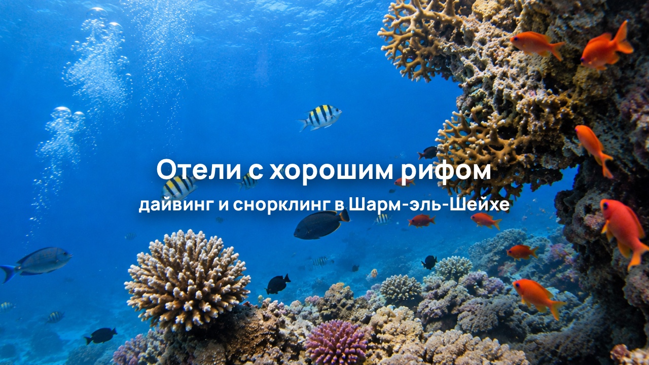 Подборка отелей с красивыми коралловыми рифами в Шарм-эль-Шейхе