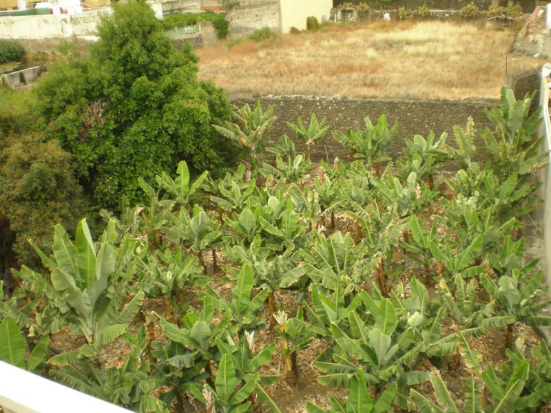 Tejuma 2*