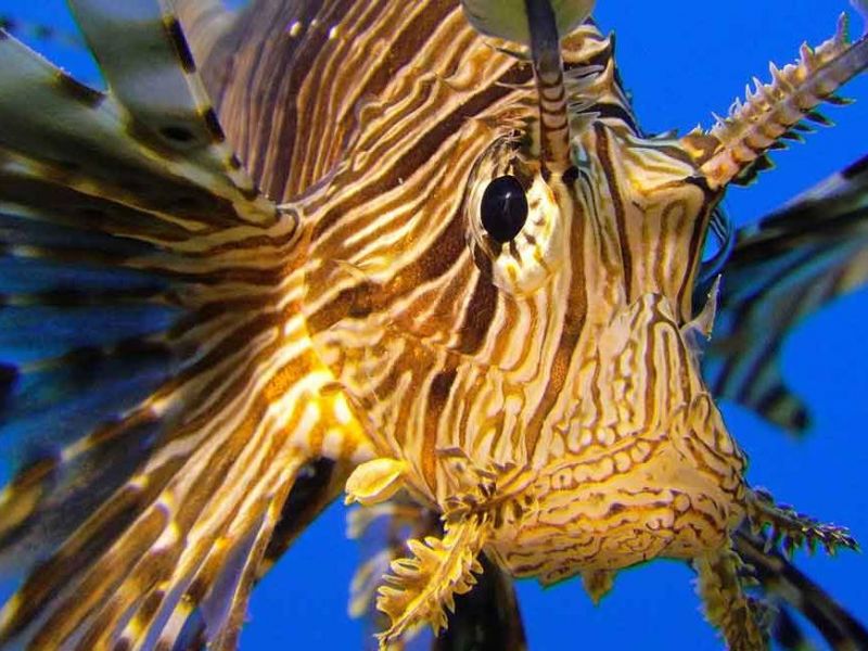 Aqaba Adventure Divers Resort 2*