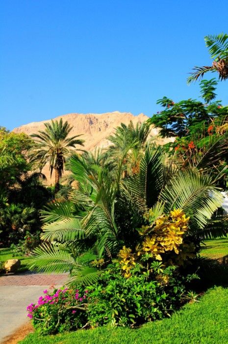 Ein Gedi Resort 4*