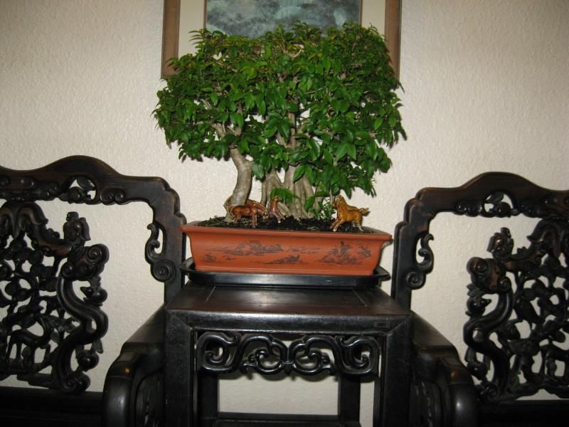 Mingood 2*