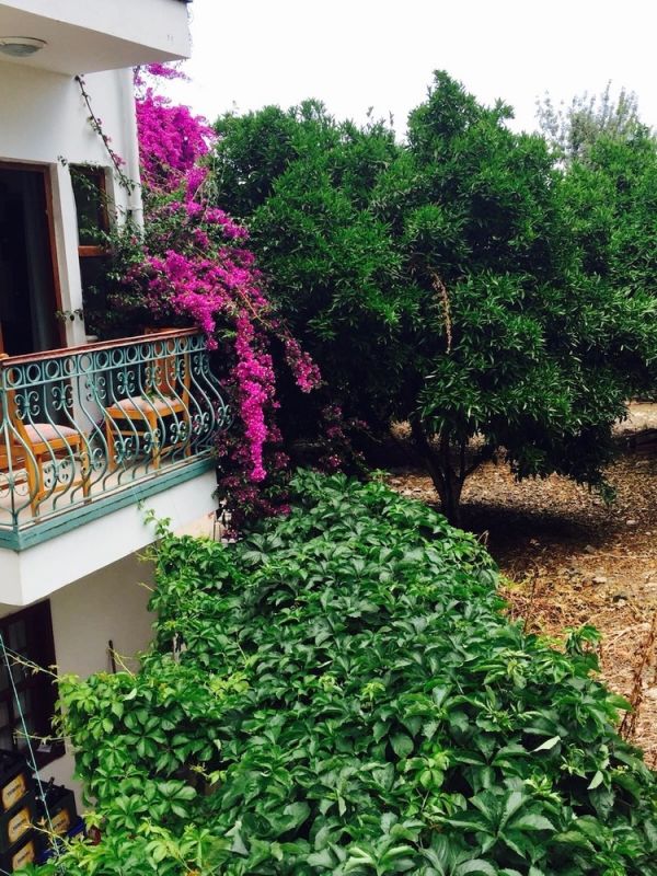 Ipek Organic 3*