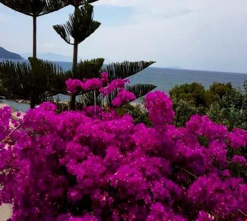 Maira Beach Hotel 3*