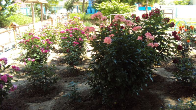 ФЛАМИНГО МЕЖВОДНОЕ 1*