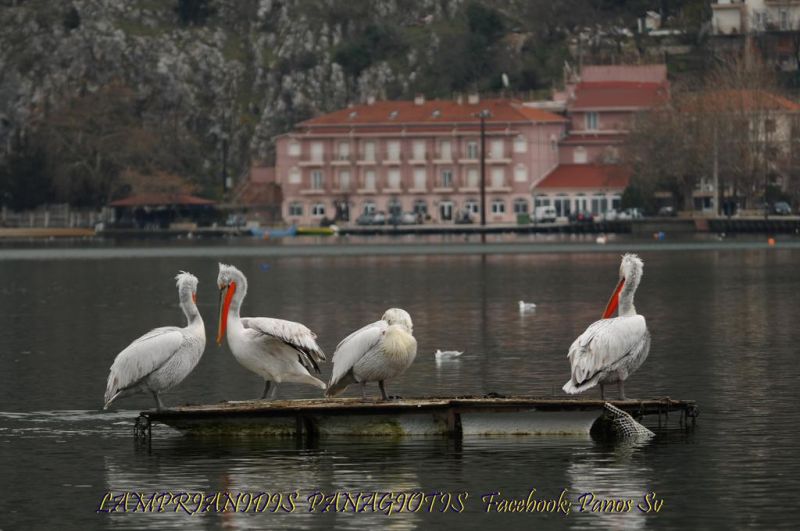 Kastoria 4*