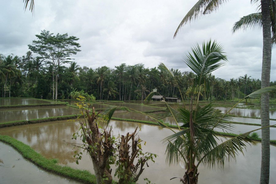 Bhanuswari Resort & Spa 3*